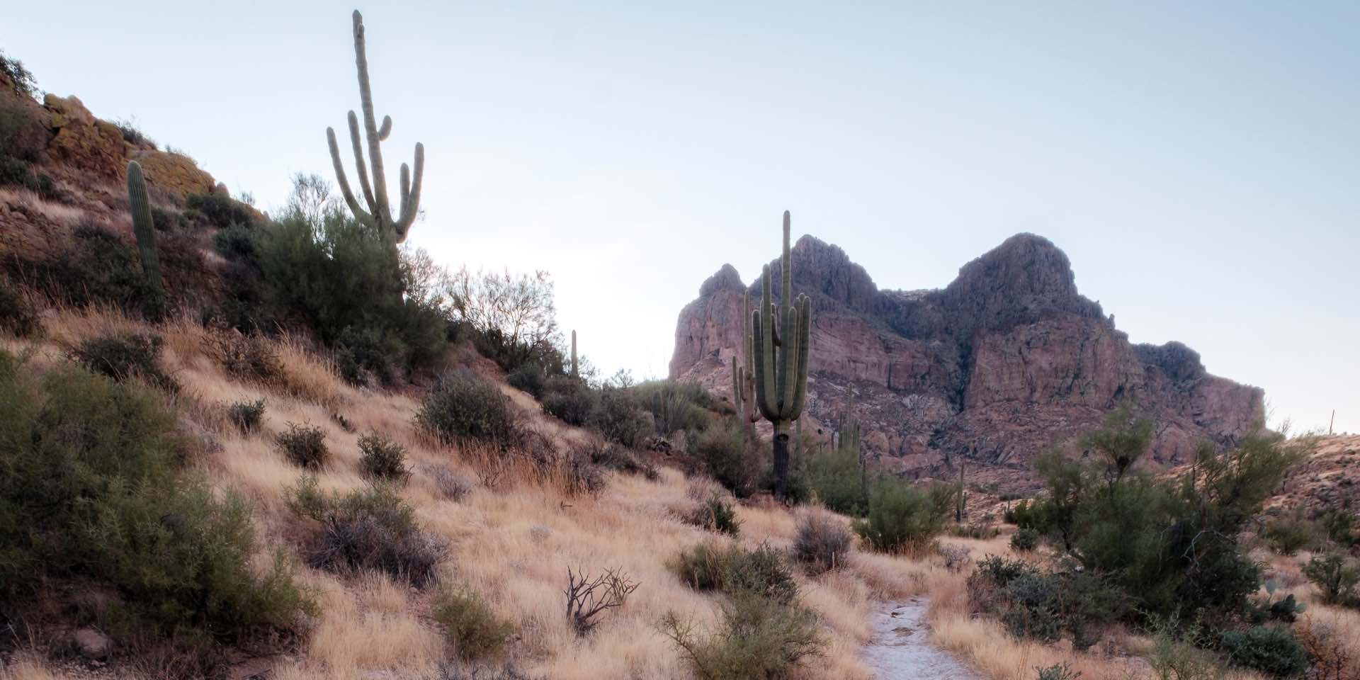 Saguaro National Park in Superior, AZ.